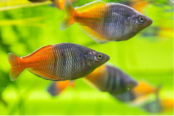 De complete gids voor Boesmans Rainbow Fish Care