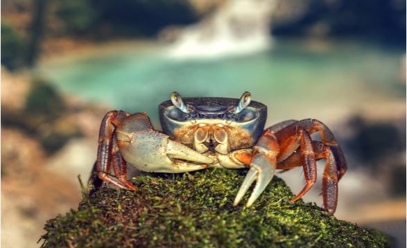 De complete gids voor Rainbow Crab Care