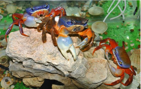 regenboog krab