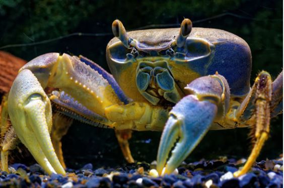 regenboog krab