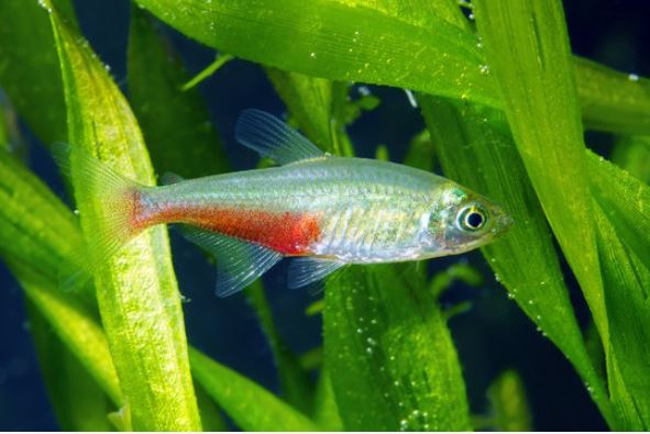 bloedvin tetra