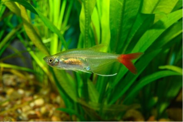 bloedvin tetra