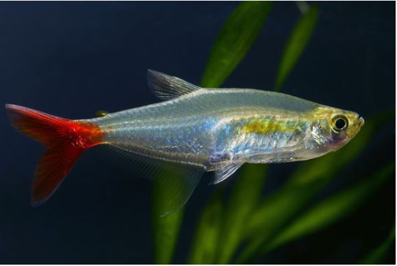 bloedvin tetra
