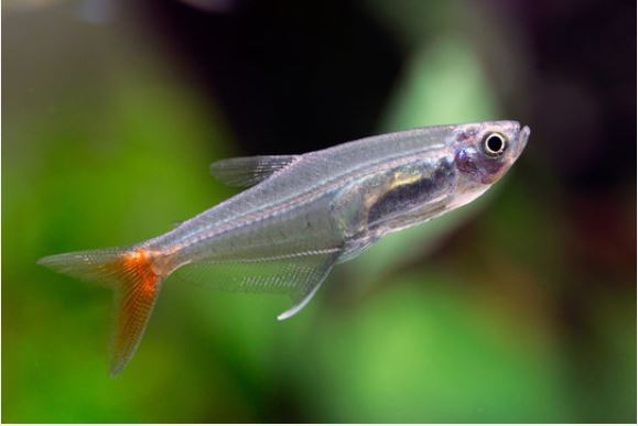bloedvin tetra