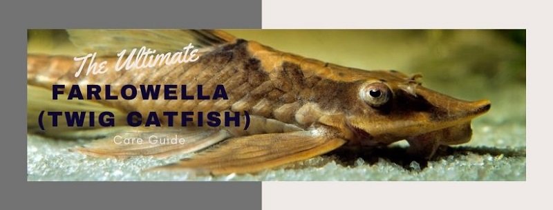 The Ultimate Farlowella (Twig Catfish) Verzorgingsgids