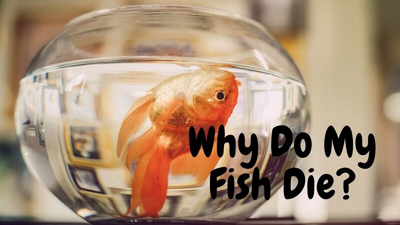 Waarom sterven mijn vissen?