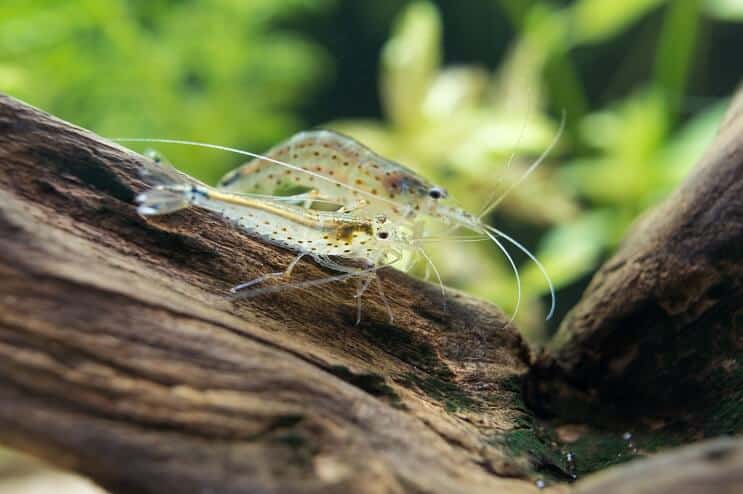 Amano Garnalen