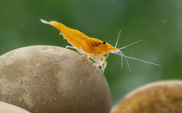 Neocaridina Garnalen