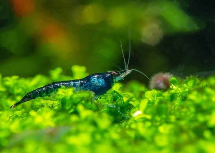 Blue Velvet Garnalen