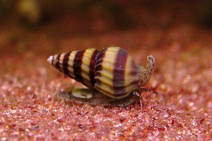 Assassin Snail Care Guide (fokken, dieet en meer ...)