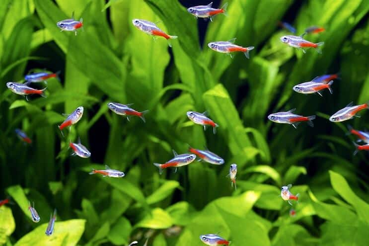 Tanks Mates voor Assassin Snail