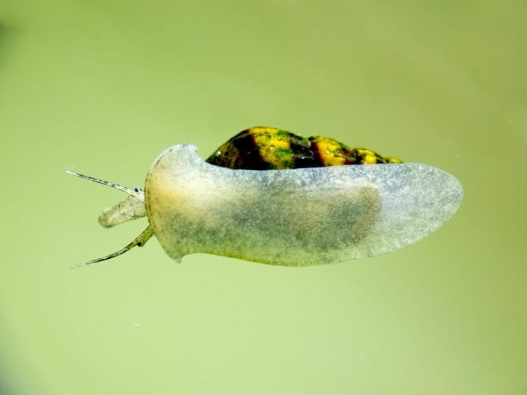 Assassin Snail in Aquarium