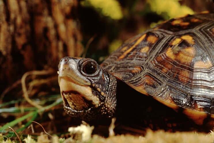 Eastern Box Turtle Complete Care Guide: voeding, habitat en meer ...