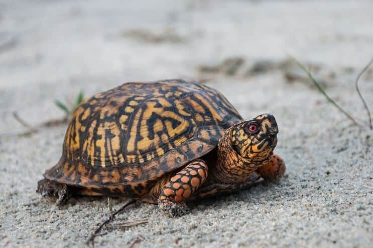 Eastern Box Turtle Uiterlijk