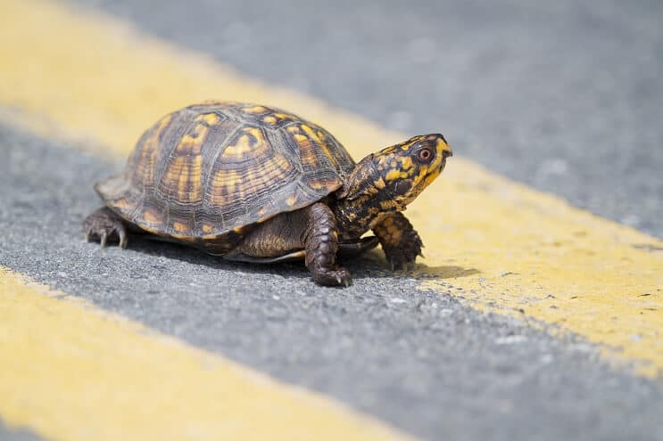 Doos schildpadverzorging