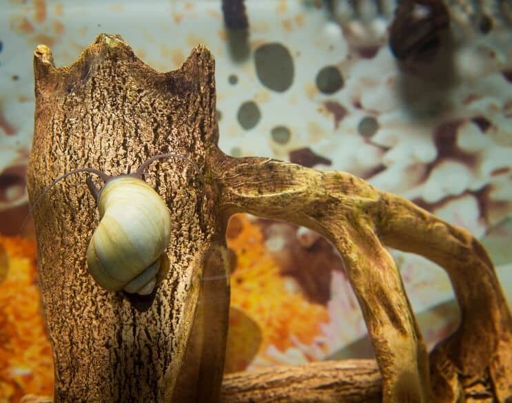Mystery Snail Overzicht
