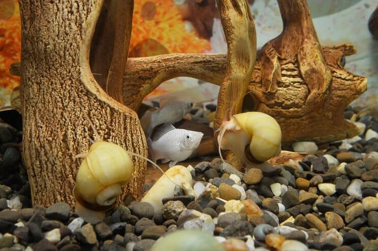 Mystery Snail Tank Mates