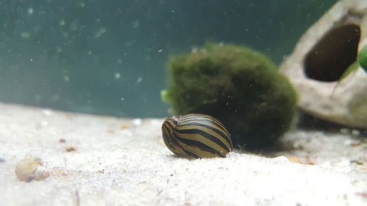 Zebra Nerite Slak in een Tank