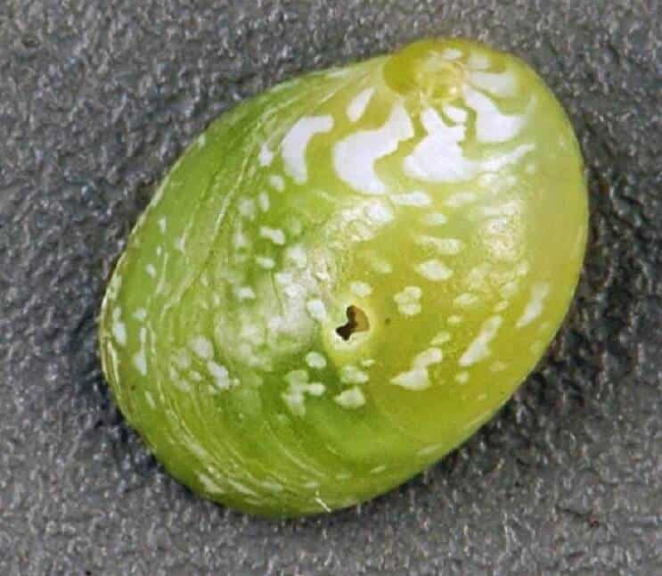 Emerald Nerite slak