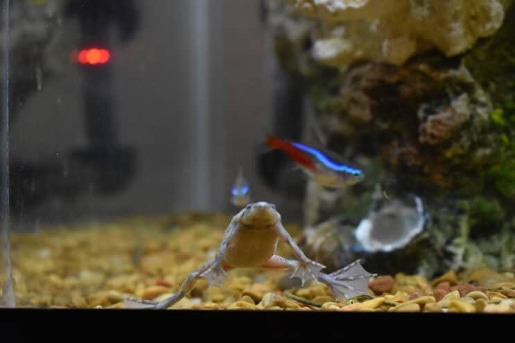 Afrikaanse dwergkikker en neon tetra