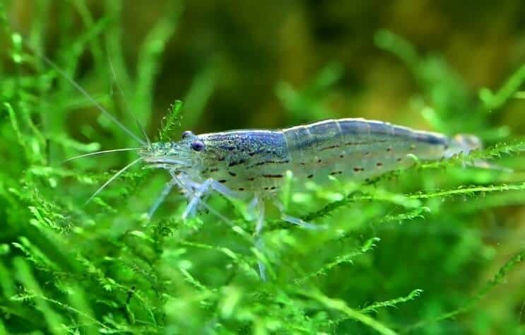 Amano Garnalen