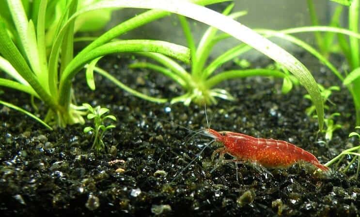 Cherry Garnalen in Tank