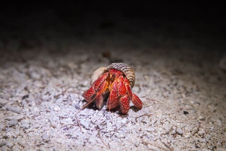 Aardbei heremietkreeft