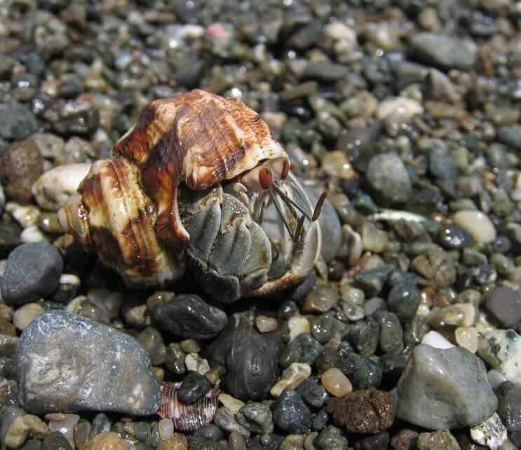 Ecuadoriaanse heremietkreeft