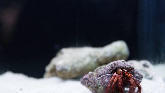 Heremietkreeftank