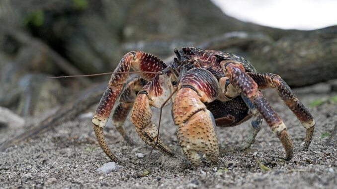De kokoskrab