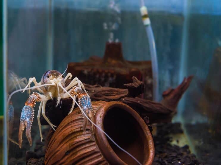 Rivierkreeft in het aquarium