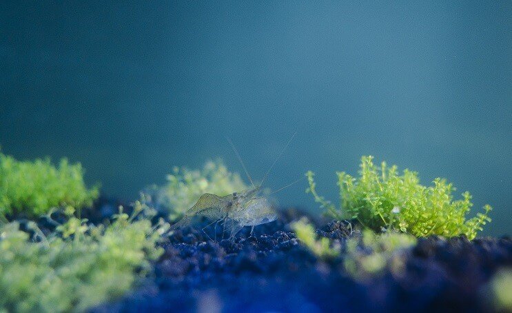 Spookgarnalen in het aquarium