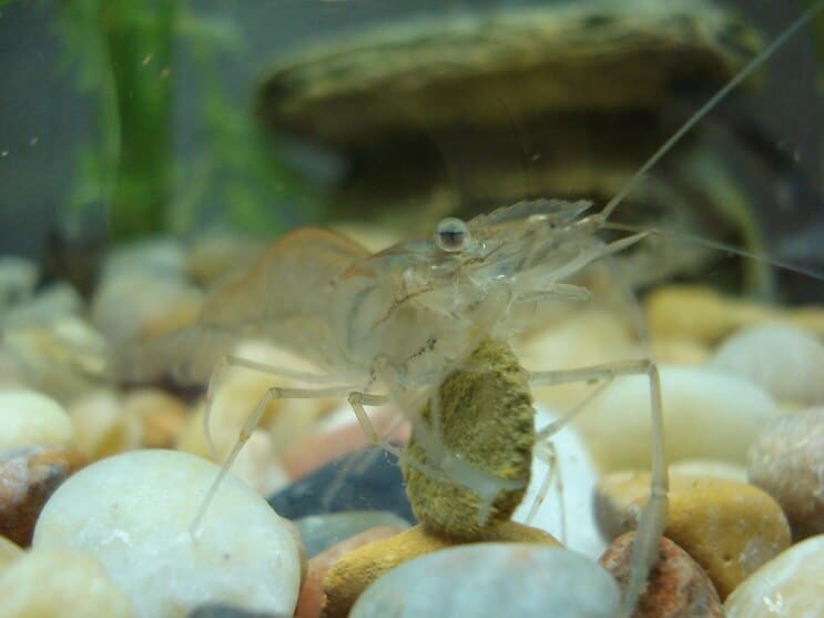 Ghost Shrimp eten