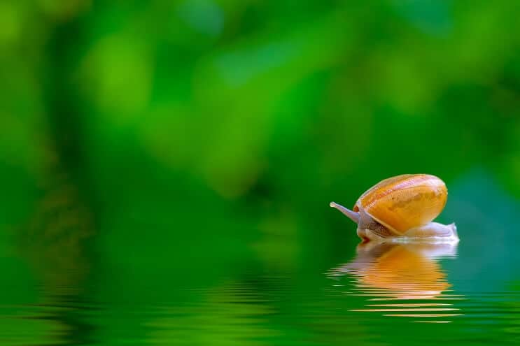 Wat eten slakken: in het wild en als huisdieren