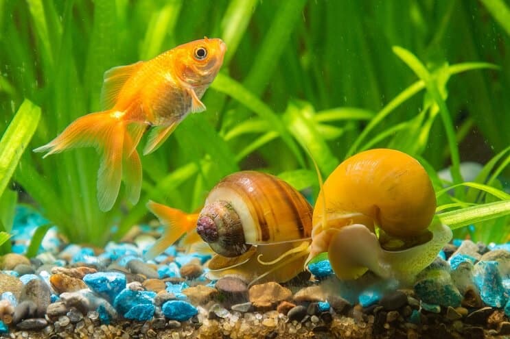 Slakken in het aquarium
