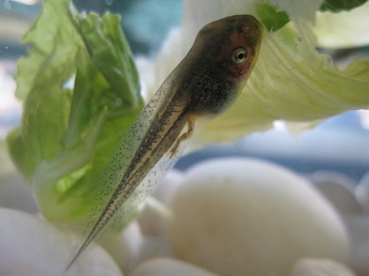 Kikkervisje in een aquarium