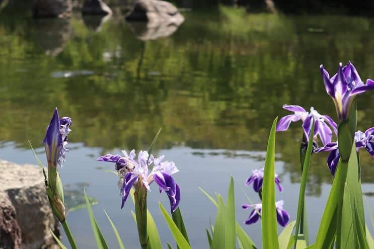 Blauwe Iris