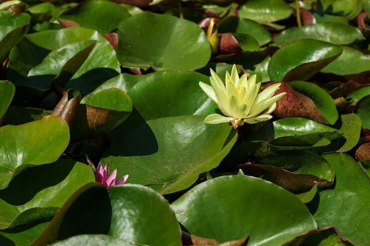 Waterlelies