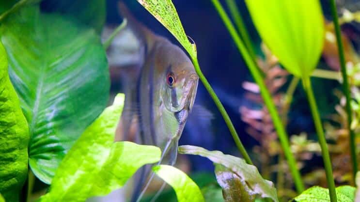 Amazon Sword en Angelfish