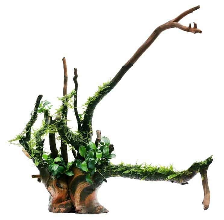 Anubias Nana en Javamos