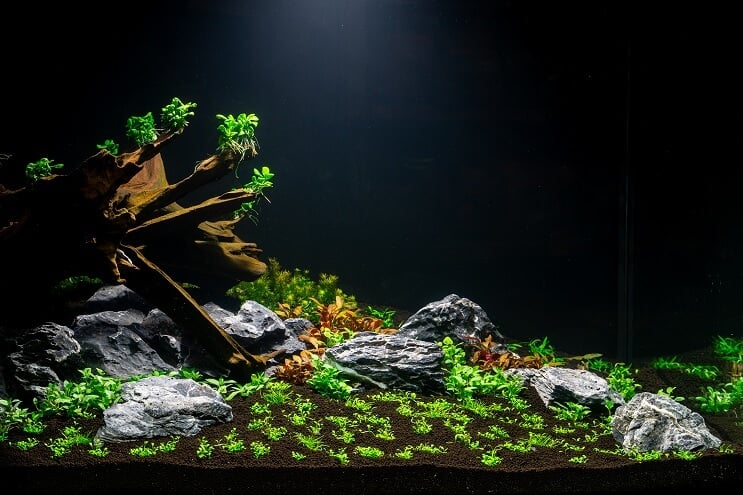 Het aquarium planten