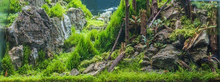 Dwerg Hairgrass Tank Voorwaarden
