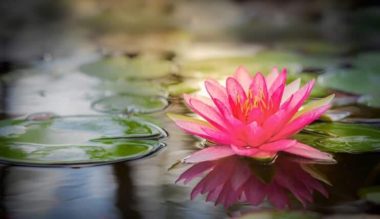Roze Waterlelie