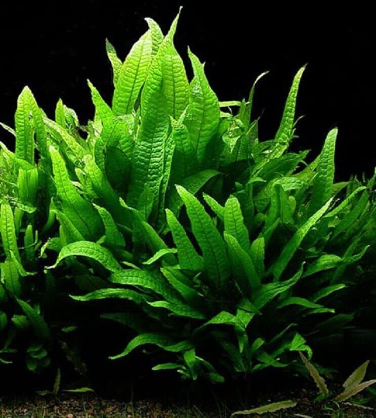 Java Fern Uiterlijk