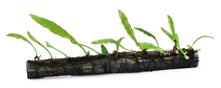 Planten