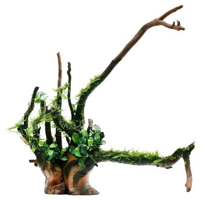 Javamos en Anubias op hout