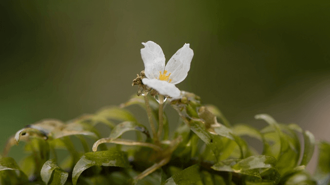 Anacharis bloem