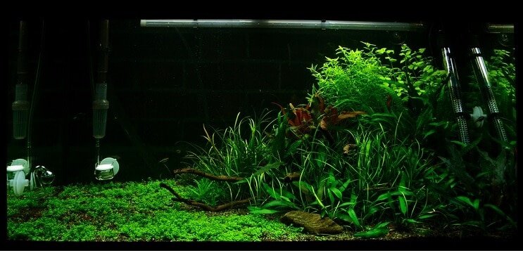 Tankcondities Staurogyne repens