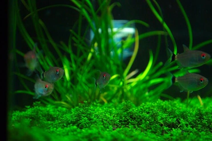 Tankmates voor Staurogyne Repens