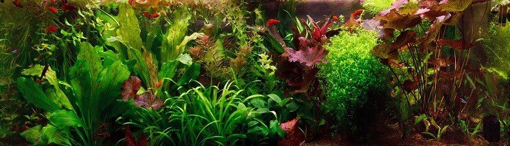 Nederlandse Aquascape